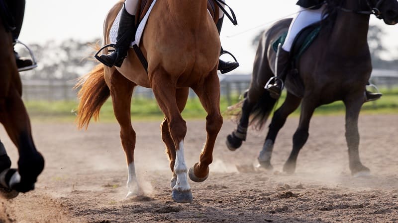 賽馬分析方法懶人包！新手也能馬上使用賽馬分析程式