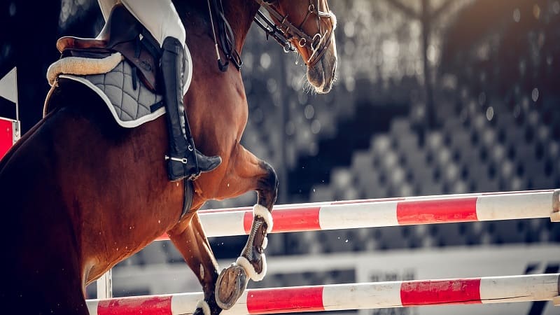 賽馬分析方法懶人包！新手也能馬上使用賽馬分析程式